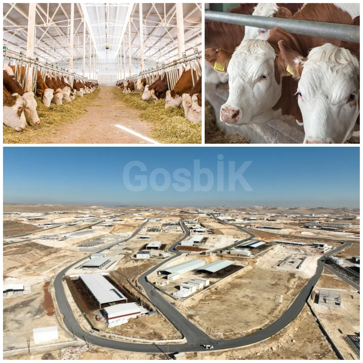 Şanlıurfa’ya 2 Milyar TL’lik Dev Besi Organize Tarım Bölgesi