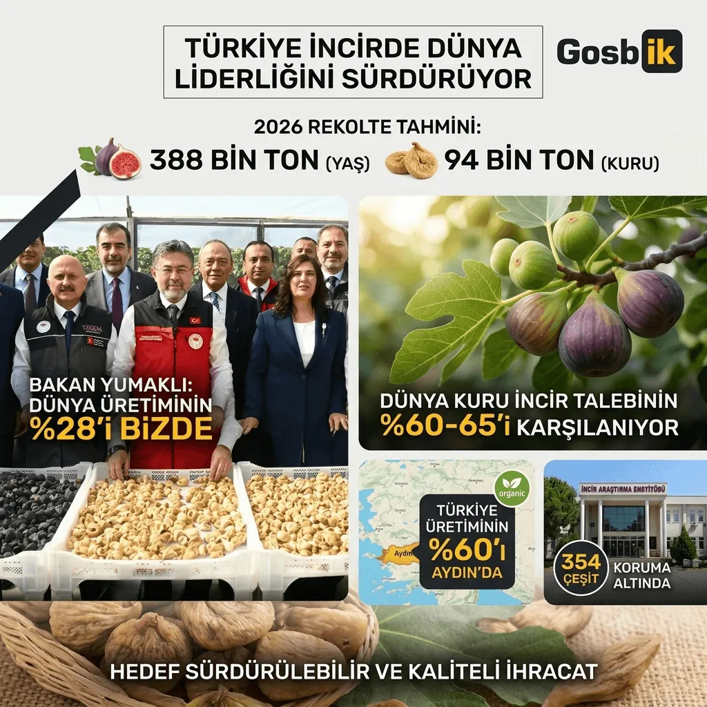 Türkiye İncirde Dünya Lideri! 2026 Rekolte Tahmini Açıklandı: 388 Bin Ton Yaş, 94 Bin Ton Kuru İncir