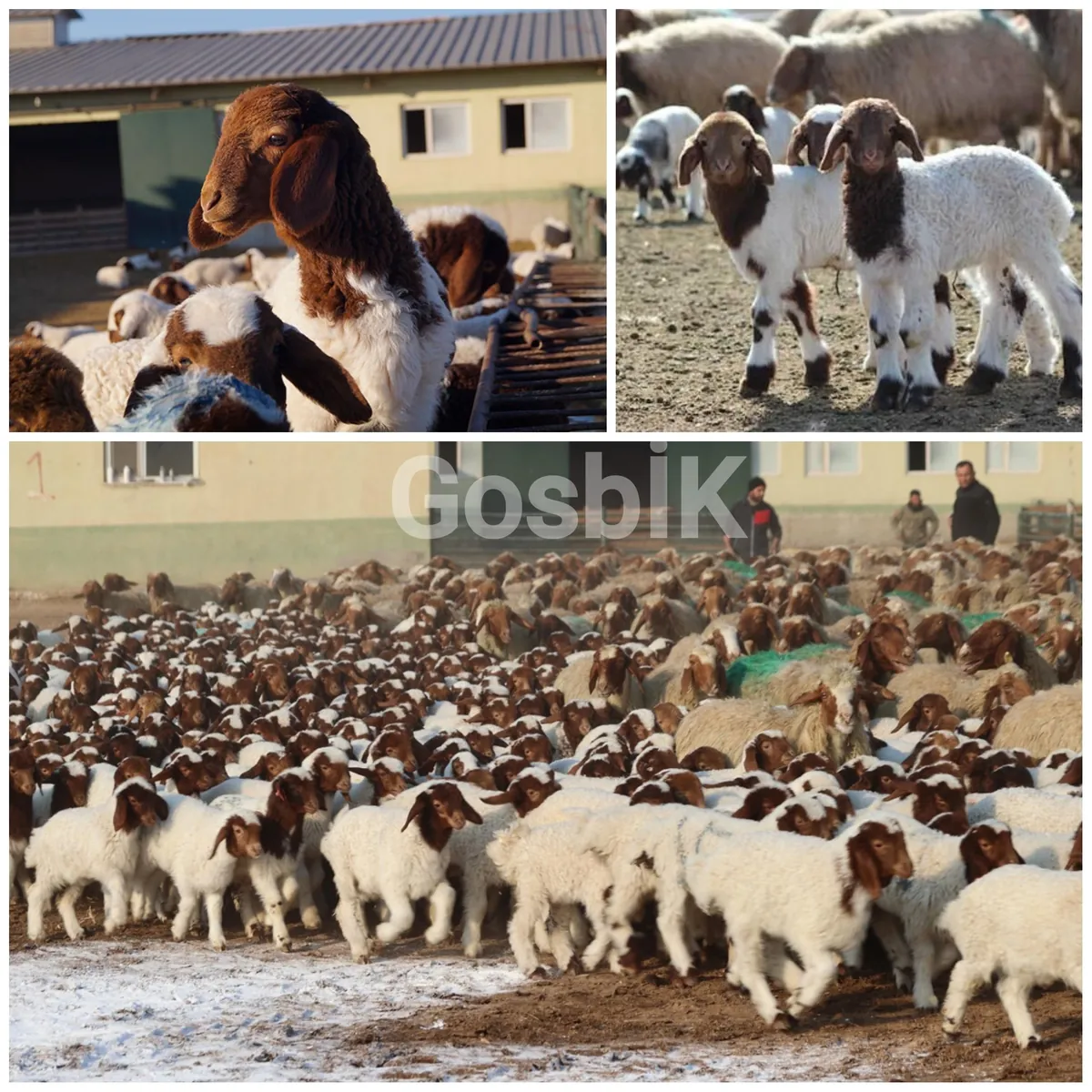 Türkiye'nin En Büyük İşletmesi TİGEM Şanlıurfa’da 60 Bin Kuzu Bereketi